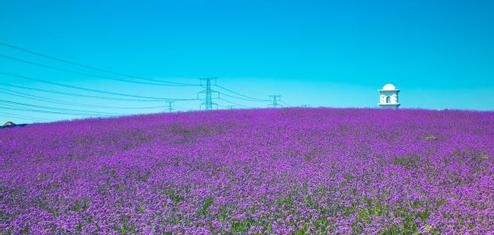 双流天气预报10天查询，末来十天天气