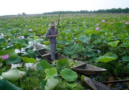 荆州洪湖天气预报_洪湖天气预报一周7天荆州洪湖天气预报,洪湖天气预报一周7天