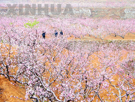 肥城天气15天查询