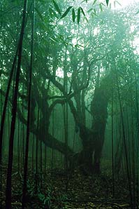 南川天气15天查询