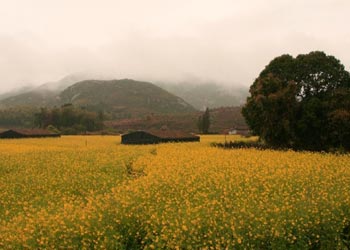 仙游天气15天查询