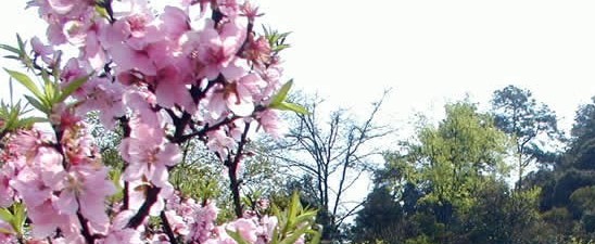 大同灵丘桃花山天气